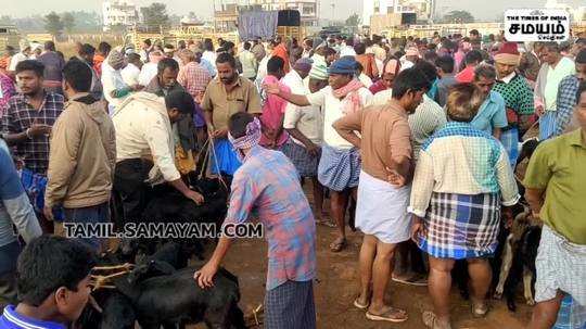 பொங்கல்  பண்டிகையை ஒட்டி 3 கோடி ரூபாய்க்கு ஆடுகள் விற்பனை