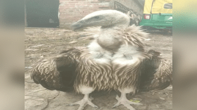 Himalayan Vulture: कानपुर के बाद देवरिया में मिला दुर्लभ प्रजाति का सफेद हिमालयन गिद्ध, भीषण ठंड से हुआ बीमार