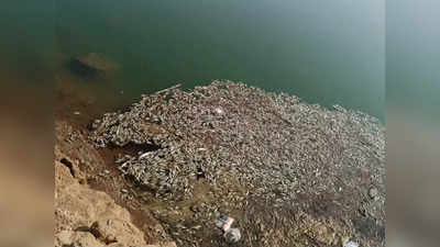 Palghar  : वेरोली नदीपात्रात मृत माशांचा खच; नागरिकांमध्ये भीतीचे वातावरण, चौकशीची मागणी