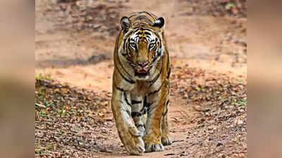 Maharashtra News: महाराष्ट्र के पेंच रिजर्व में बाघ की मौत के मामले में 4 गिरफ्तार, अवैध शिकार का आरोप