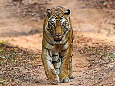 Maharashtra News: महाराष्ट्र के पेंच रिजर्व में बाघ की मौत के मामले में 4 गिरफ्तार, अवैध शिकार का आरोप