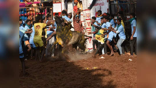 அவனியாபுரம் ஜல்லிக்கட்டு: திமிரும் காளைகள், அணையும் காளையர்கள்!