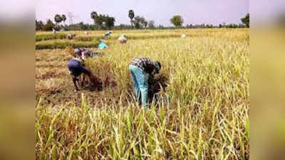 கீழ்பவானி பாசன பகுதிகளில் அறுவடை பணிகள் தீவிரம்; 12 இடங்களில் நெல் கொள்முதல் நிலையங்கள் திறப்பு!