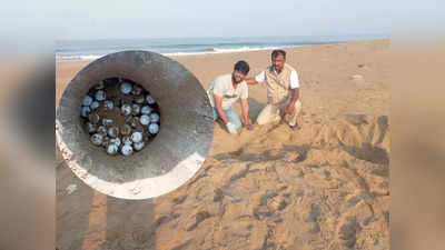 Sea Turtles in Karwar: ಕಾರವಾರದ ದೇವಭಾಗ ಕಡಲತೀರದಲ್ಲಿ ಕಡಲಾಮೆ ಗೂಡುಗಳು, 211 ಮೊಟ್ಟೆಗಳು ಪತ್ತೆ