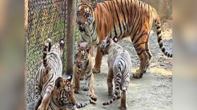 Karnataka Zoo: ರಾಜ್ಯದ ಝೂಗಳಿಂದ 9 ತಿಂಗಳಲ್ಲಿ75.72 ಕೋಟಿ ರೂ. ಆದಾಯ