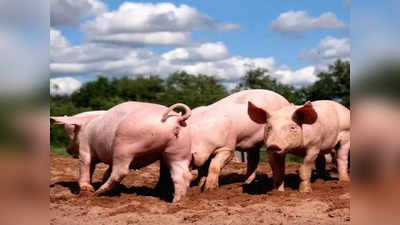 African Swine Fever: ಕಾಸರಗೋಡಲ್ಲಿ ಆಫ್ರಿಕನ್‌ ಹಂದಿ ಜ್ವರ ಆತಂಕ: ಕರ್ನಾಟಕದಲ್ಲಿ ಎಗ್ಗಿಲ್ಲದೆ ನಡೆಯುತ್ತಿದೆ ಹಂದಿ ಮಾಂಸ