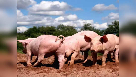 African Swine Fever: ಕಾಸರಗೋಡಲ್ಲಿ ಆಫ್ರಿಕನ್‌ ಹಂದಿ ಜ್ವರ ಆತಂಕ: ಕರ್ನಾಟಕದಲ್ಲಿ ಎಗ್ಗಿಲ್ಲದೆ ನಡೆಯುತ್ತಿದೆ ಹಂದಿ ಮಾಂಸ