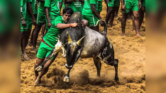 பாலமேடு ஜல்லிக்கட்டு: சீறிப் பாயும் காளைகள்... வீரர்களுக்கு காத்திருக்கும் பரிசுகள்!