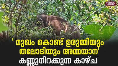 ചരിഞ്ഞ കുട്ടിയാനയെ ഉണർത്താൻ ശ്രമിക്കുന്ന അമ്മയാന