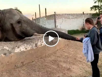 हाथी का वीडियो बना रही थी लड़की, गजराज ने मुक्का मारके मुंह तोड़ दिया