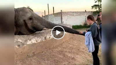Viral Video: हाथी का वीडियो बना रही थी लड़की, गजराज ने मुक्का मारके मुंह तोड़ दिया