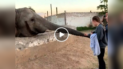 Video: नो फोटो प्लिज! चिढलेल्या हत्तीचा तरुणीवर हल्ला, कॅमेरा उडवून फोडलं तोंड