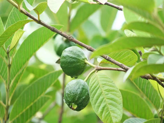 ಸೀಬೆಮರದ ಚಿಗುರು ಎಲೆಗಳು