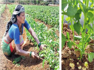 समुद्रकिनारी बटाट्याची लागवड; राज्यातला पहिलाच प्रयत्न, उत्पादनासह उद्योगातूनही रोजगार