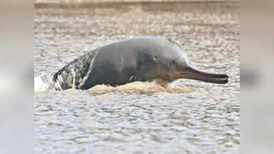 Ganga Vilas Cruise: गंगा विलास क्रूज से गंगा की डॉल्फिन को खतरा, हो सकता है चीन जैसा हाल, जानकारों की चेतावनी