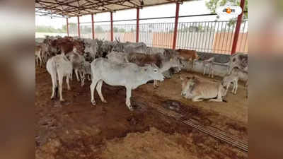 Bardhaman News : গোরু কিনে গাধা বনেছি! ক্ষতিপূরণ দিন