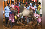 மதுரையைக் கலக்கிய ஜல்லிக்கட்டு.. கட்டுக்கடங்காத காளைகளை மடக்கிப் பிடித்த காளையர்கள்!