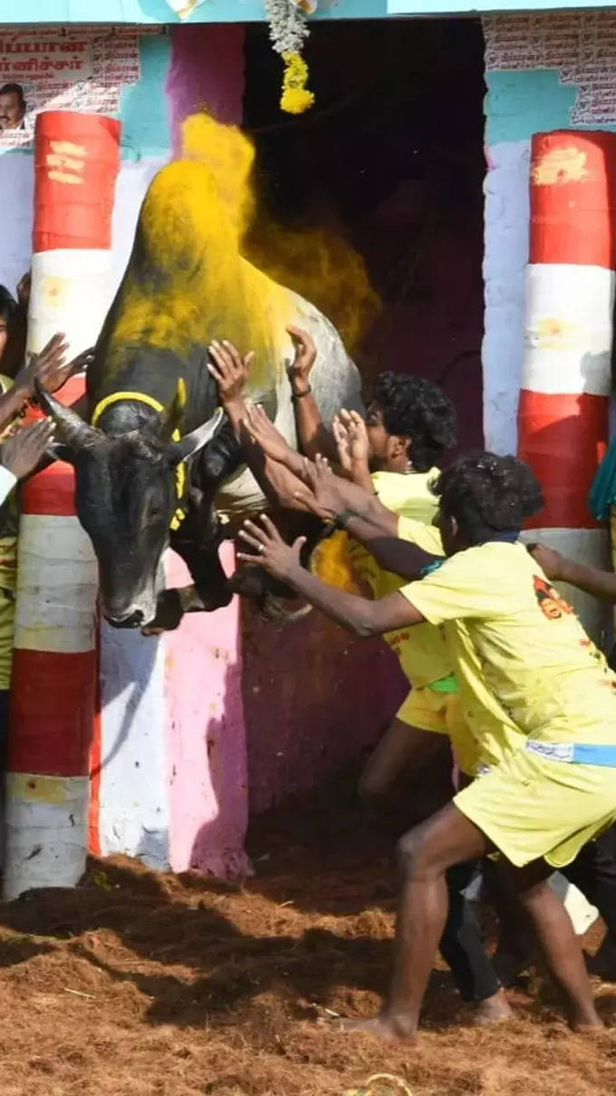 Moorthy flagged off Jallikattu.