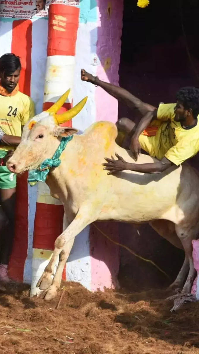 Raging Bulls of Jallikattu.