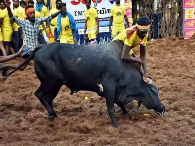 Jallikattu_ Bull tamer succumbs to injures in Madurai.