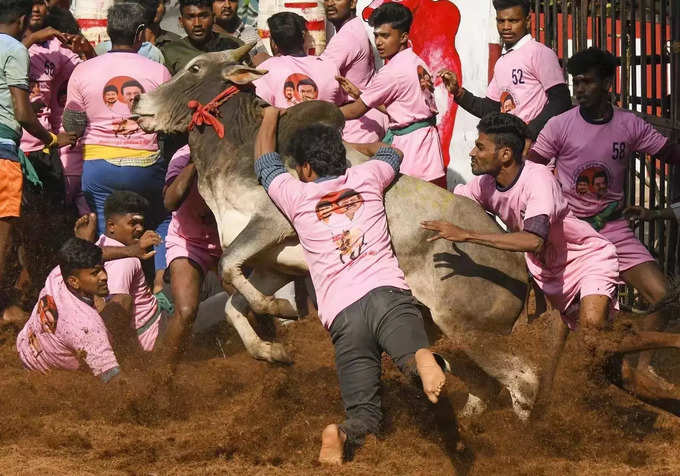 Madurai_ Bull tamers try to tame a bull during Jallikattu at Avaniyapuram near M.