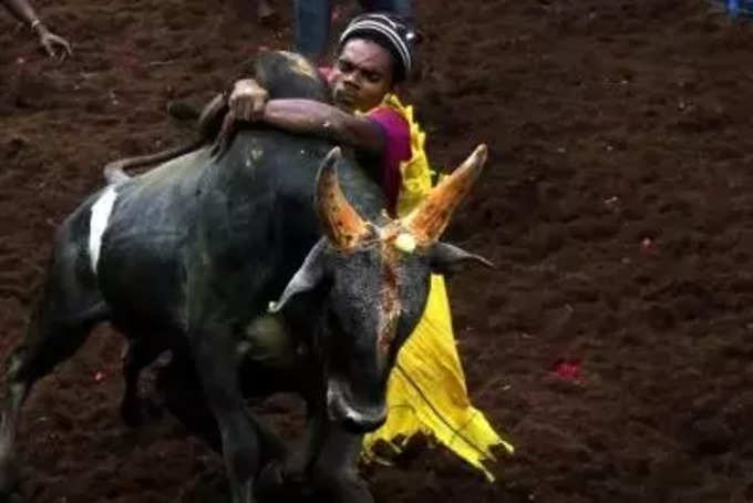 Chennai_ Tamil Nadus traditional bull taming festival, Jallikattu in AvaniyaPuram, Madurai on Jan 14, 2021. (Photo_ R.Parthibhan_IANS).