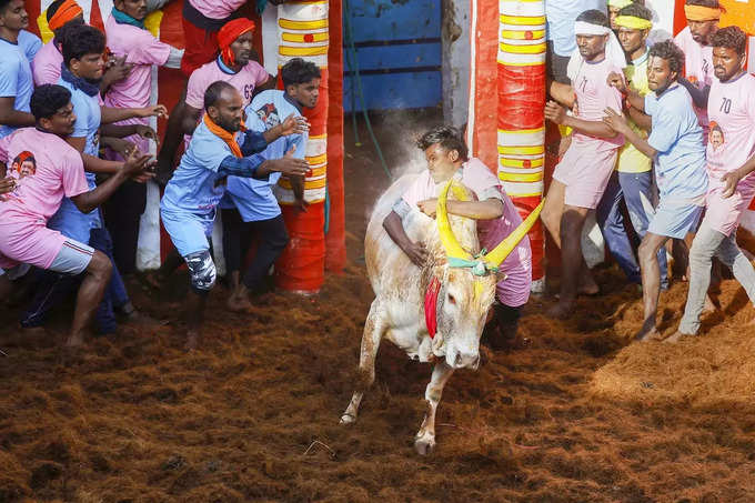 Madurai_ A man tries to take control of a bull as he participates in the Jallik....