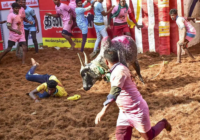 Madurai_ People try to take control of a bull as they participate in the Jallik....
