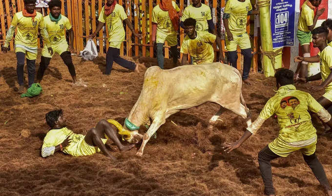Madurai_ People try to take control of a bull as they participate in the Jallik... (1).