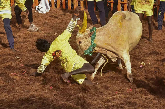 Madurai_ A man tries to take control of a bull as he participates in the Jallik... (1).
