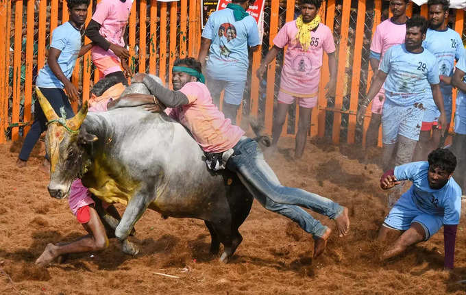 Madurai_ People try to take control of a bull as they participate in the Jallik... (2).