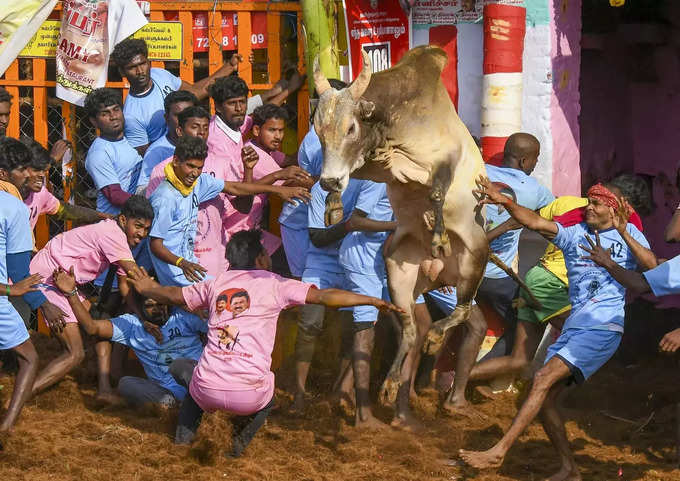 Madurai_ People try to take control of a bull as they participate in the Jallik... (3).