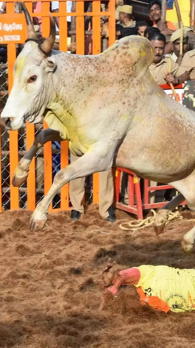 Charging Bull of Palamedu.