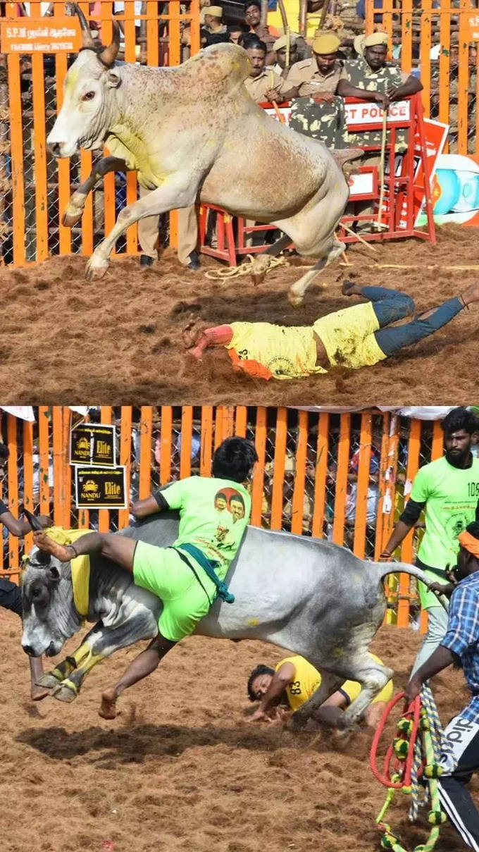 Bulls, tamers enthral spectators at Palamedu Jallikattu in Madurai (1).