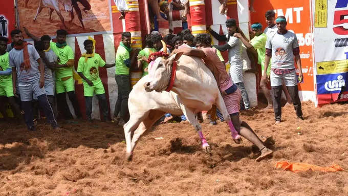 Alanganallur Jallikattu.