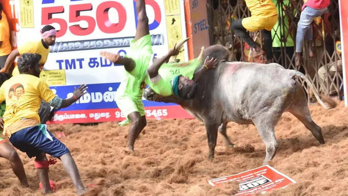 Alanganallur Jallikattu (1).