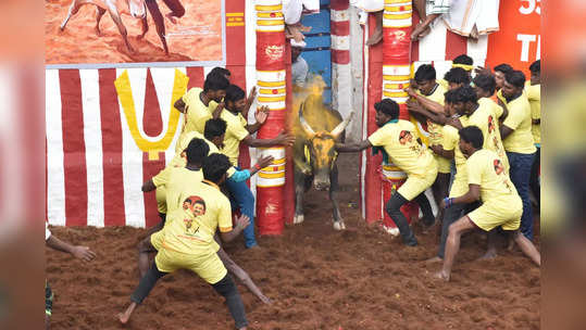 அலங்காநல்லூர் ஜல்லிக்கட்டு: அன்னலட்சுமிகளின் காளைகள் அட்டகாசம்!