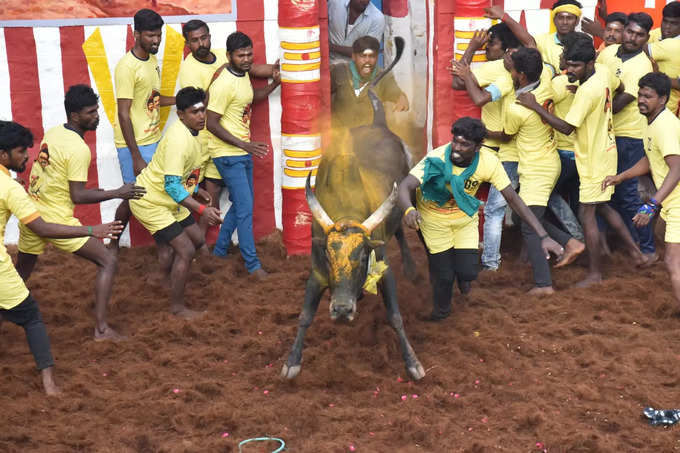 jallikattu