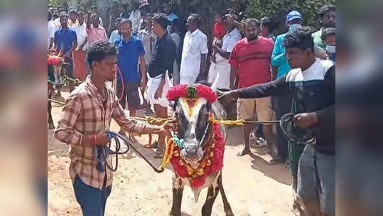 ஆரோவில் அருகே மஞ்சுவிரட்டு உற்சாக கொண்டாட்டம் - ஆர்வத்துடன் பார்வையிட்ட வெளிநாட்டினர்