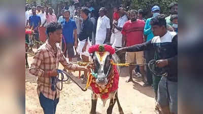 ஆரோவில் அருகே மஞ்சுவிரட்டு உற்சாக கொண்டாட்டம் - ஆர்வத்துடன் பார்வையிட்ட வெளிநாட்டினர்