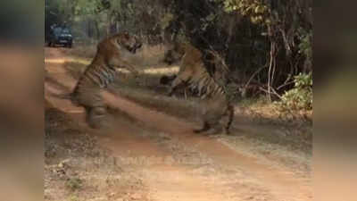 VIDEO :  छोटी मधुचे मन जिंकण्यासाठी पारस अन् तारु एकमेकांना भिडले; पाहा दोन वाघांमधील झटापट