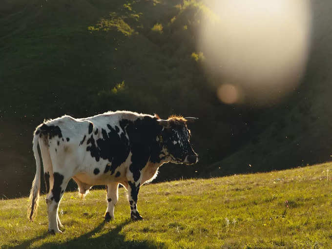 Cow