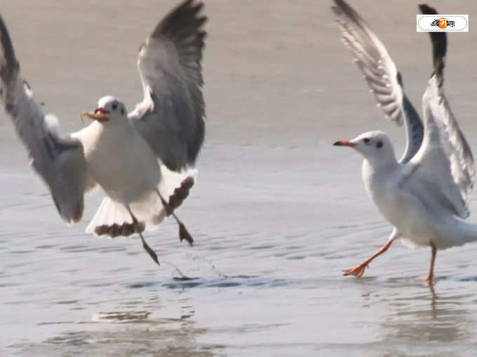 migrant birds