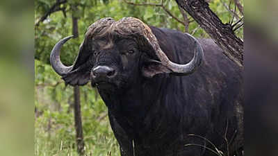 Thailand Breeder Buffalo: थाईलैंड में भैंसे के वीर्य को बेच कर मालिक बना करोड़पति, हर महीने कमाता है 25 लाख रुपए