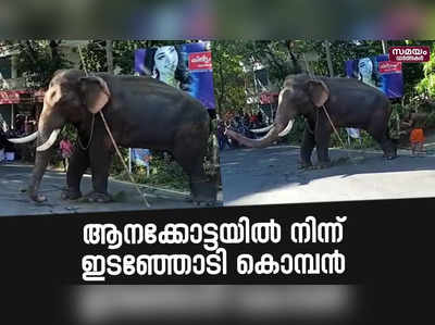 ആനക്കോട്ടയിൽ നിന്നും ആന ഇടഞ്ഞോടി