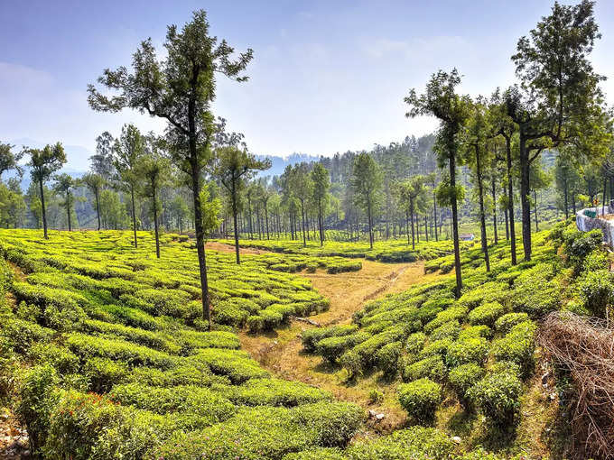 ​<strong>वालपराई, तमिलनाडु - Valparai, Tamil Nadu</strong>​