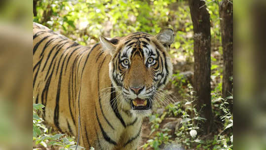 Ranthambore National Park: పెద్ద పులులను అతి దగ్గరి నుండే ఫొటోలు తీయొచ్చు..రణతంబోర్ అభయారణ్యం గురించి తెలుసా..? 