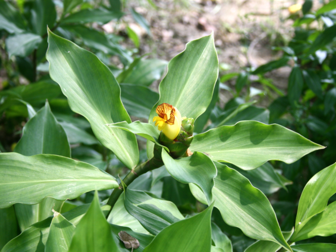 ಇನ್ಸುಲಿನ್ ಸಸ್ಯದ ಎಲೆಗಳು