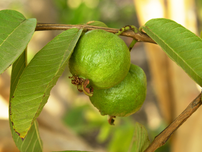 ಆಯುರ್ವೇದಿಕ್ ಎಲೆಗಳು