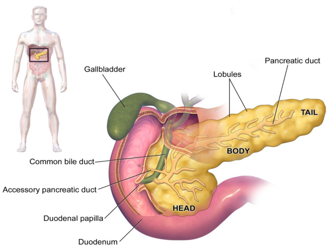 கணைய புற்றுநோய் (pancreatic cancer)